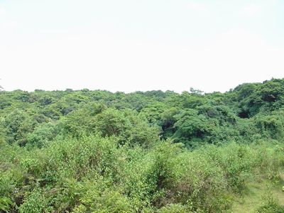 廉江谢鞋山野生荔枝林天气